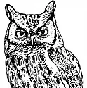 An owl that has been sketched